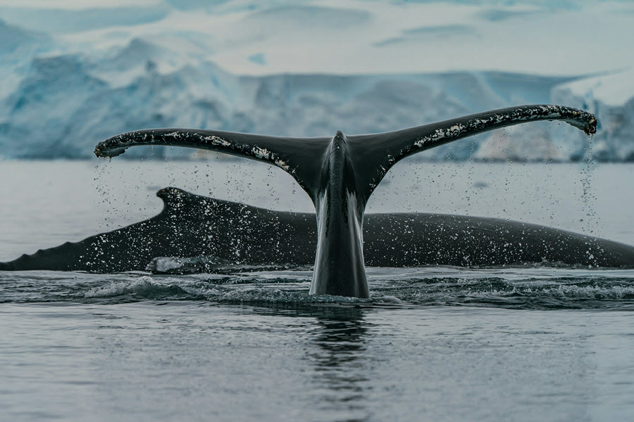 Humpback whale lifting its tail flukes above calm polar waters with icy coastline in the background