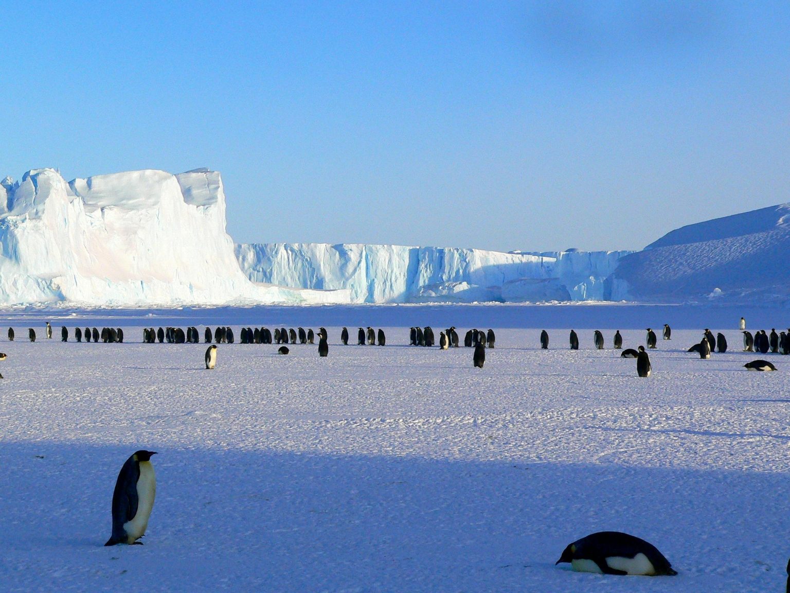 Icebergs amidst a penguin colony in Antarctica