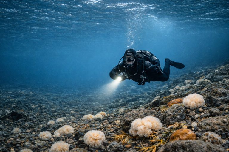 Cold-water diver using a handheld light while swimming above a rocky polar seabed with marine life