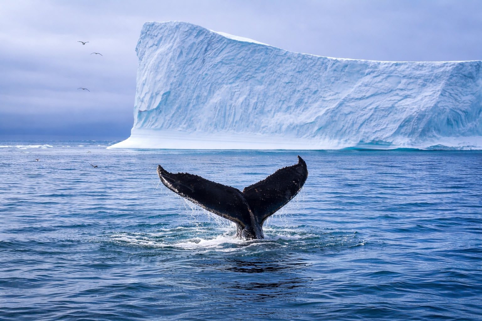Humpback whale surfacing near an iceberg in Greenland’s Disko Bay