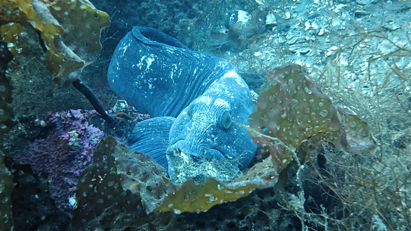 An Atlantic wolffish sheltering in a kelp bed on a wall dive in Greenland