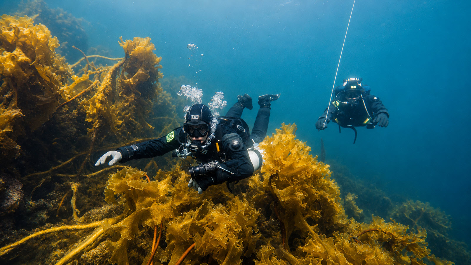Two drysuit divers over a golden kelp forest, one carrying an underwater camera, with a descent line behind