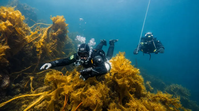 Two drysuit divers over a golden kelp forest, one carrying an underwater camera, with a descent line behind